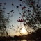 夕暮れのコスモス2