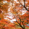 秋の叡山