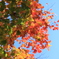 紅葉、始まった!!!