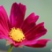 Red Cosmos