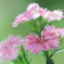 Sweetly