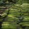 苔の坂
