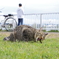 ねこ