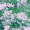 秋桜