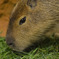 capybara