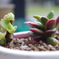多肉植物寄せ植え