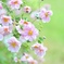 秋を花束にして