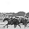 京都競馬場