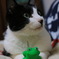 かえるさん