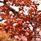 紅葉ですね。