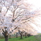 夕日の桜