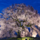 孤高の一本桜