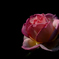 秋の華色…５