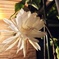 月下美人の花