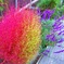 ほうき草