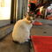 TPE  #nora neko