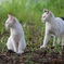 小さな町ニャンコ歩き