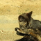 野良猫