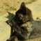 野良猫