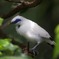 鳥