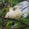 鳥
