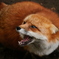 エサのためじゃ"(-""-)"