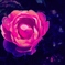 入荷仕立て試写 花-薔薇-1