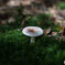 苔と共に