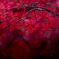 深紅に色ずく
