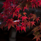 紅葉はいつも雨