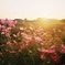 夕暮れ時の秋桜