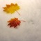雪紅葉［ユキモミジ］
