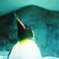 ペンギン