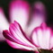 cosmos