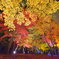 紅葉ライトアップ