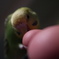 頭の先に小さなつぶつぶ