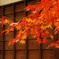 上野の紅葉