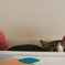 塚原忠　段ボールに入る猫