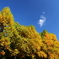 青空と紅葉と・・・