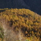 里山にも秋来ました