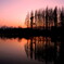 Ｍetasequoia