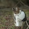 小さな町ニャンコ歩き