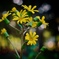 ツワブキの花