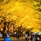 銀杏並木 北海道大学