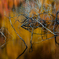 Fall waterside   