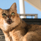 ねこ