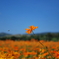 蜂 花
