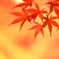 夜のもみじ I