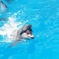 名古屋水族館 イルカの調教