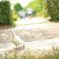 白鳩